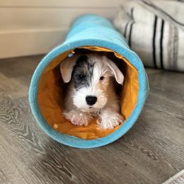 Sealyham Terrier Puppies from Jenny Voss