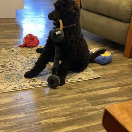 Poodle Puppies from Stunningly Sweet Standards