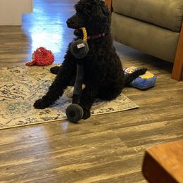Poodle Puppies from Stunningly Sweet Standards