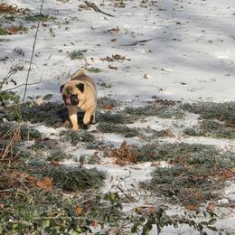 Lucas - Fawn male Pug puppy in Vale, North Carolina from Von Katzenstein Kennel