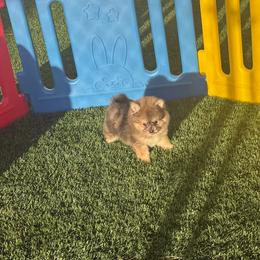 Tigger - Brindle male Pomeranian puppy in Tucson, Arizona from Pomutopia