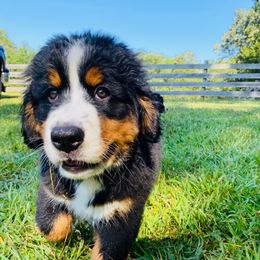 Bernese Mountain Dog Puppies from Rooted Branch Farm