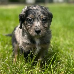 Gravity - Blue merle male Aussiedoodle puppy in Columbia Falls, Montana from Firefly Aussies & Aussiedoodles