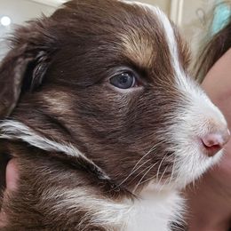 Australian Shepherd Puppies from Cali's Australian Shepherds