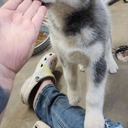 Siberian Husky Puppies from Spirit of the Moon Siberians