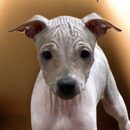 Jamie - Red and white male American Hairless Terrier puppy in Buckingham, Illinois from Gaus Hof
