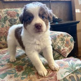 Lou - Red tri-color male Australian Shepherd puppy in Grants Pass, Oregon from Carmel Mountain Aussies
