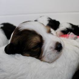 Bernedoodle, Goldendoodle, and Poodle Puppies from Raintree Standard Poodles & Mini Doodles
