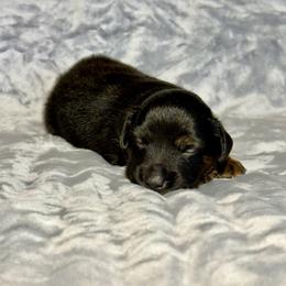 Mountain Dew - Black tri male Miniature Australian Shepherd puppy in Lincoln, California from Country Dreams Mini Aussies