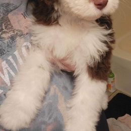 Aussiedoodle and Australian Shepherd Puppies from Holly Ridge Aussies