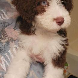 Aussiedoodle and Australian Shepherd Puppies from Holly Ridge Aussies