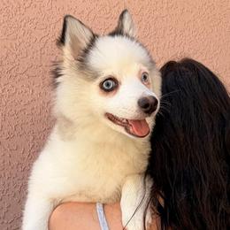 Smores - Black and white female Pomsky puppy in Spring Hill, Florida from Besties Paw Life