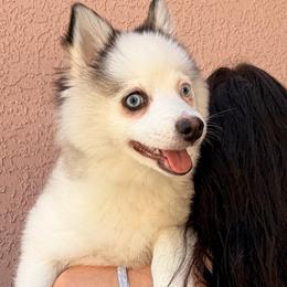 Smores - Black and white female Pomsky puppy in Spring Hill, Florida from Besties Paw Life