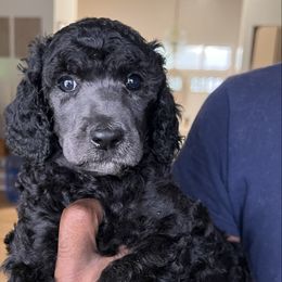 Greylag - Silver female Poodle puppy in Randallstown, Maryland from Parson Standards