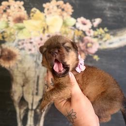 Biancee - Fawn sable female Chinese Shar-Pei puppy in Lehigh Acres, Florida from Florida Wrinkles