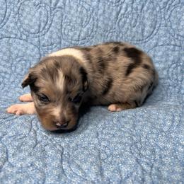 Ember - Blue merle female Australian Shepherd puppy in Olivehurst, California from Double M Aussies