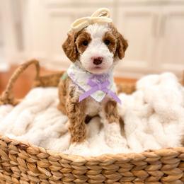 Peppermint Pattie - Red female Bernedoodle puppy in Sulphur, Louisiana from Curly Q’s Of Carlyss