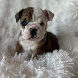 Bulldog puppies from Crystals Bulldog Bungalow