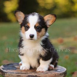 Benedict (Benny) - Black and tan male Pembroke Welsh Corgi puppy in Benton, Arkansas from High Cotton Corgis