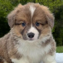 Falcon (Beemo) - Sable male Pembroke Welsh Corgi puppy in Fayetteville, Arkansas from Intergalactic Corgis