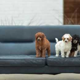 Poodles from Cityscape Moyen Poodles