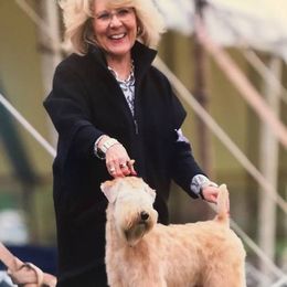 Soft Coated Wheaten Terriers from Saddlebrook Wheatens