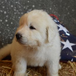 Sam - Great Pyrenees puppy in Arroyo Grande, California from Wild Bunch Ranch - Home of Le Patou Great Pyrenees