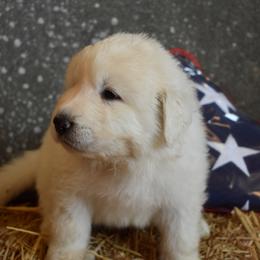 Sam - Great Pyrenees puppy in Arroyo Grande, California from Wild Bunch Ranch - Home of Le Patou Great Pyrenees