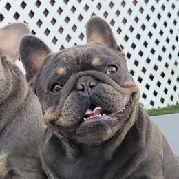 Combo - French Bulldog