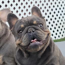 Combo - French Bulldog