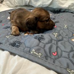 Dachshund Puppies from Kellie Bland