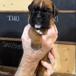 Titan - Fawn male Boxer puppy in Rochester, Washington from Holly's Boxers of Rochester