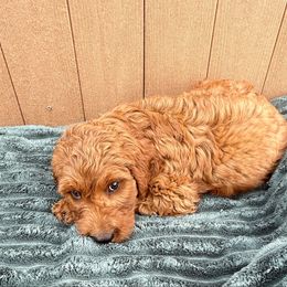 Blue - Red male Irish Doodle puppy in Bloomfield, Iowa from Schooley Doodles