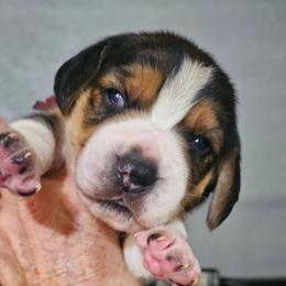 Purple Collar - Black tan and white male Beagle puppy in Knoxville, Tennessee from River Valley Hounds