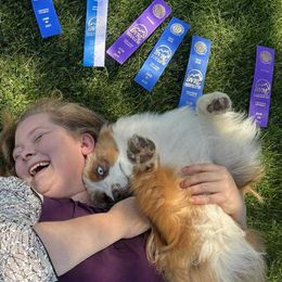 Australian Shepherds and Miniature American Shepherds from Jorvik Australian Shepherds