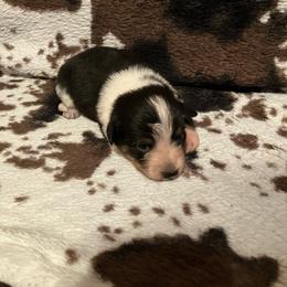 Twix - Blue female Australian Cattle Dog puppy in Lancaster, Minnesota from Weleski Chocolate Heelers