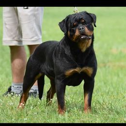 Merlin - Rottweiler