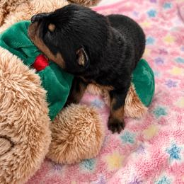 Girl 5 - Black and mahogany female Rottweiler puppy in Arizona from TRK Rottweilers