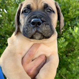 Olaf - Red male Bullmastiff puppy in San Antonio, Texas from Blushing Dawn Bullmastiffs
