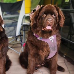 Newfoundlands from Blitz E & E Newfoundlands
