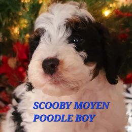 Scooby - Parti male Poodle puppy in Mansfield Center, Connecticut from Arrfs Poodles