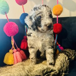 Aussiedoodle Puppies from Just Loving Doodles