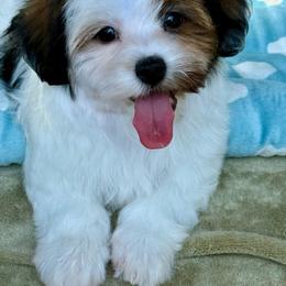 Rolly - Red brindle male Havanese puppy in Wappapello, Missouri from Titanium Havanese LLC