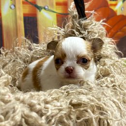 Tripp - Fawn and white male Chihuahua puppy in Gloucester, Virginia from Charlotte's Web of Chihuahuas