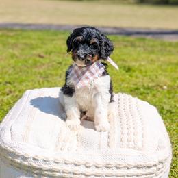 Porky - Tri-color male Bernedoodle puppy in Whitesburg, Georgia from Asbury & Co Farms