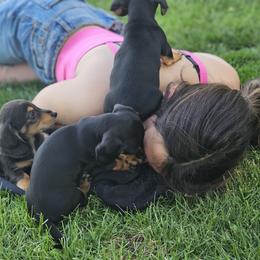 Dachshund Puppies from Loyal Lil Dachshunds