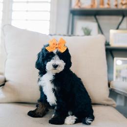 Sky - Tri-color female Bernedoodle puppy in Murray, Utah from Sun Valley Doodles