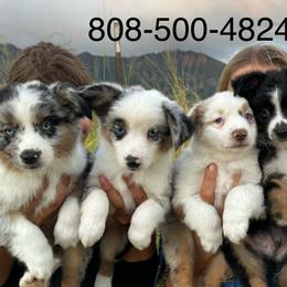Toy Australian Shepherds from Liana’s Toy Aussies