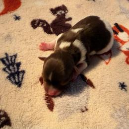 Grizz - Chocolate, tan and white male Yorkshire Terrier puppy in Clarksburg, Indiana from Hidden Gems Parti Yorkies