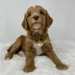 Briar - Red  male Goldendoodle puppy in Calhoun, Georgia from FamilyLoved Doodles